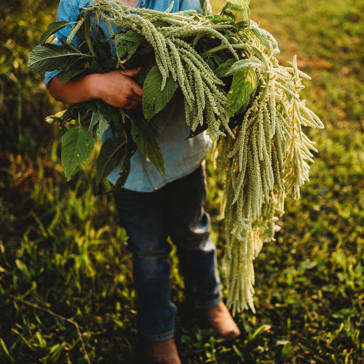 Green Tails Amaranth