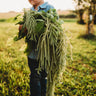 Green Tails Amaranth