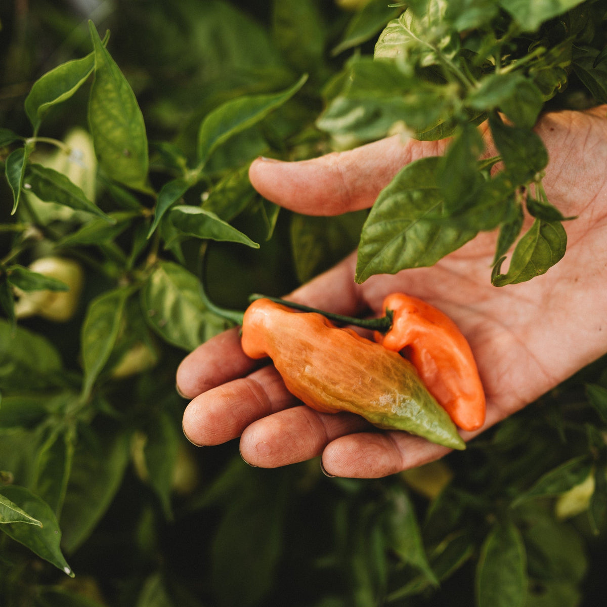 Habanada Pepper