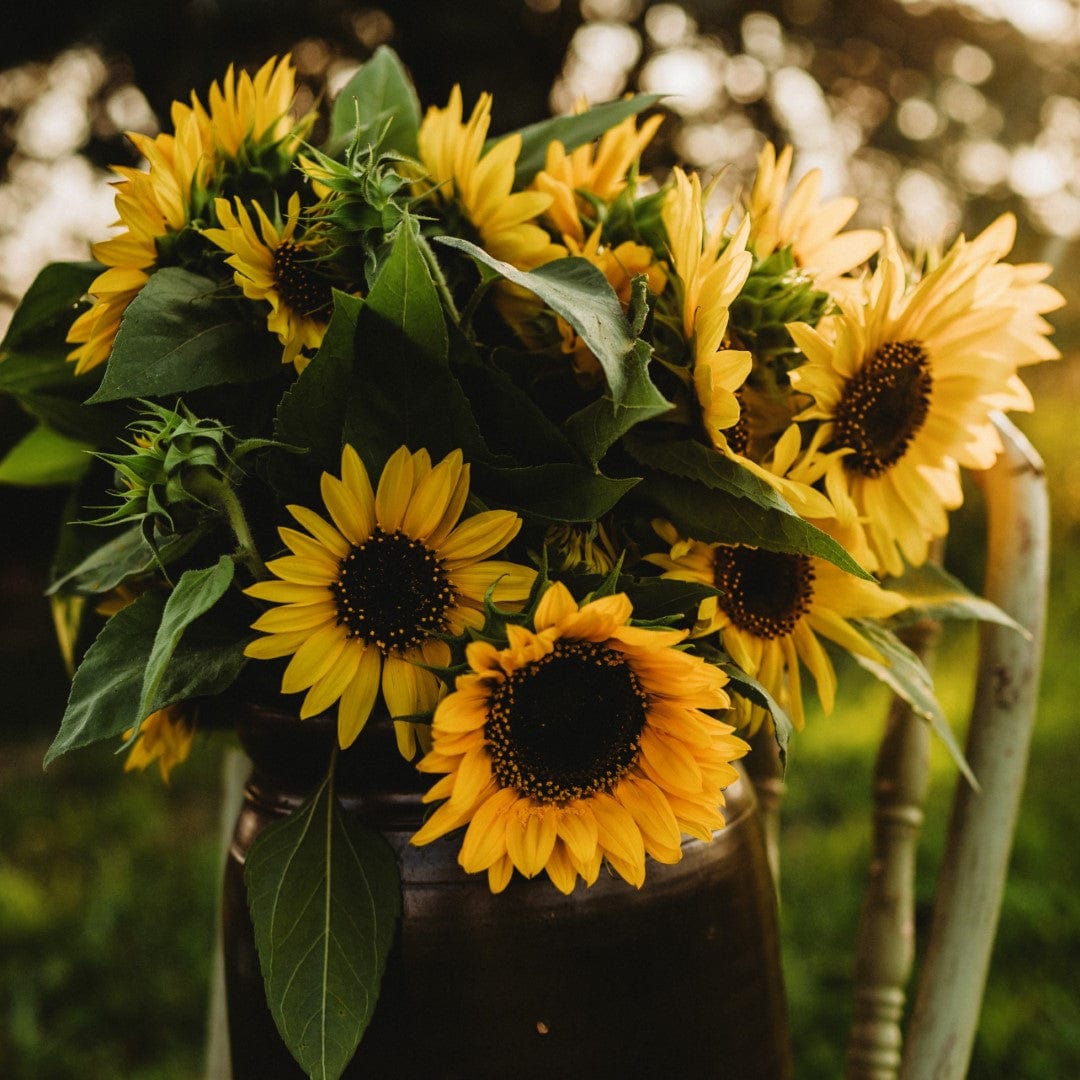 Henry Wilde Sunflower