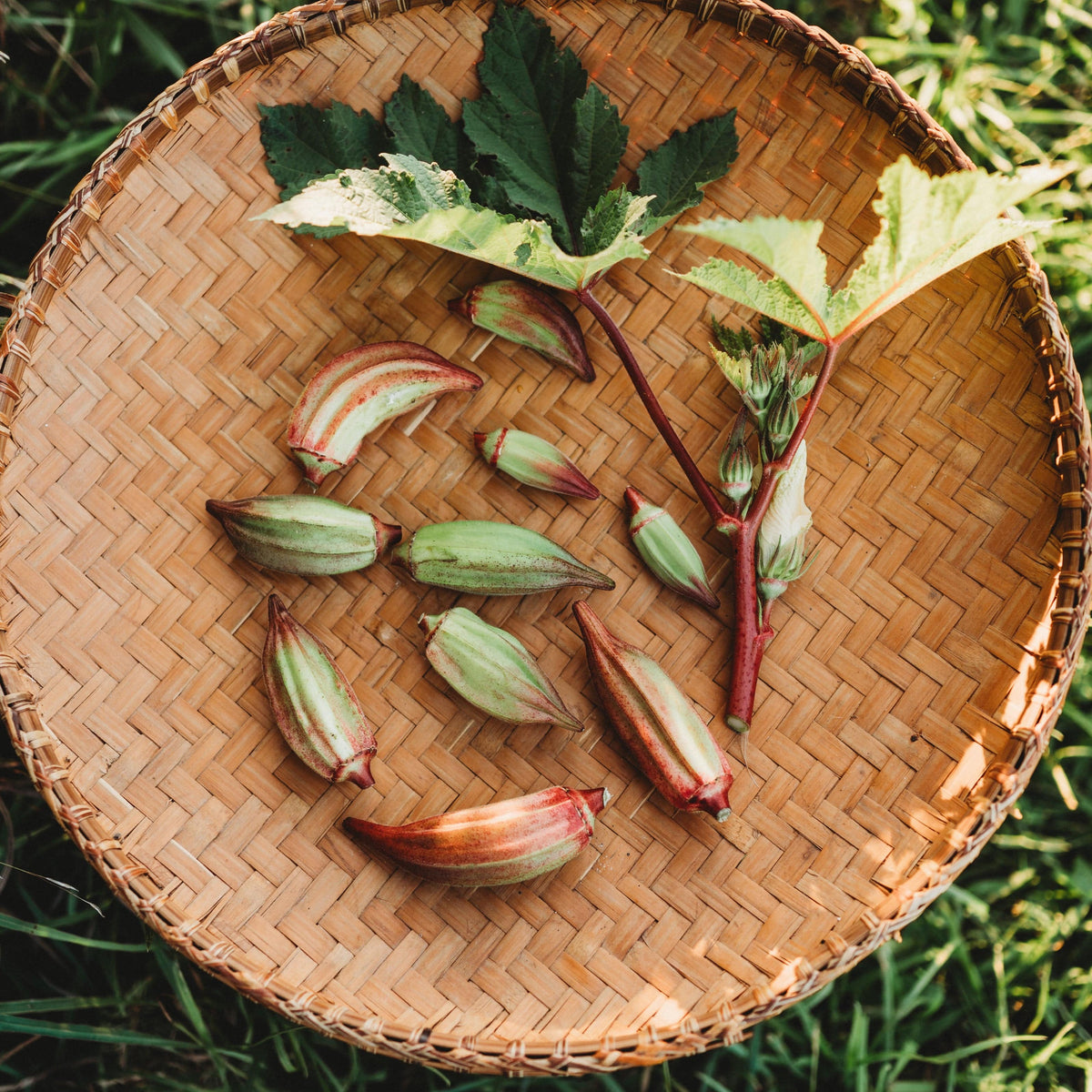 Hill Country Red Okra