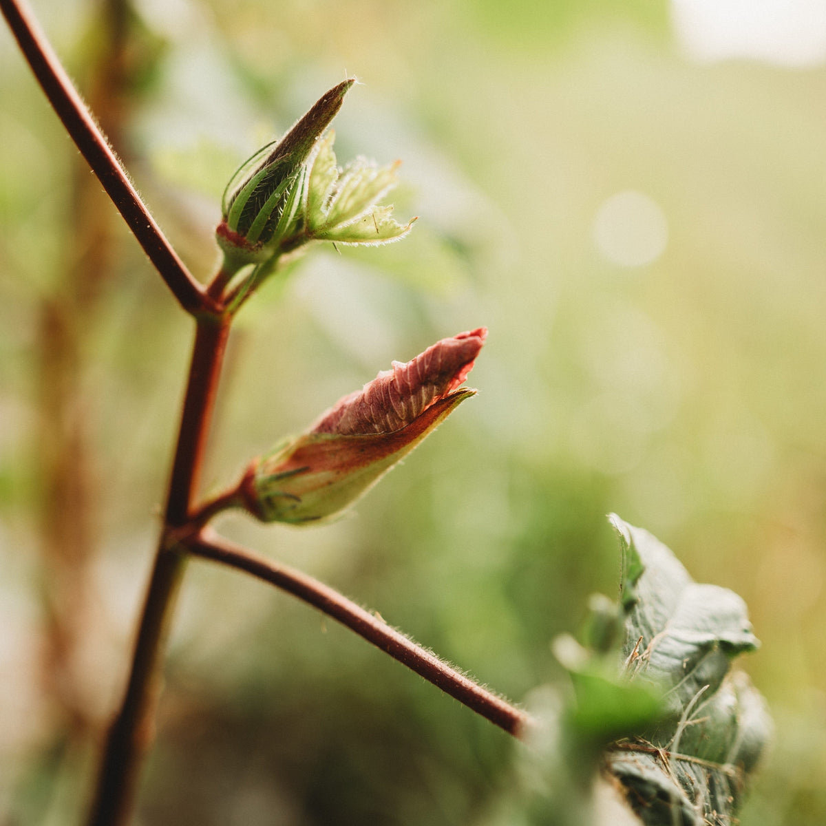 Hill Country Red Okra