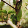 Hill Country Red Okra