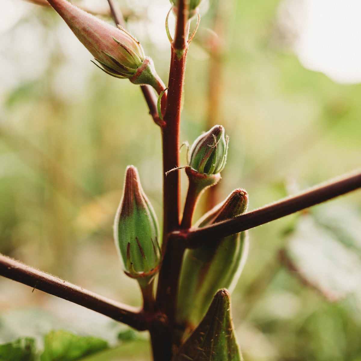 Hill Country Red Okra