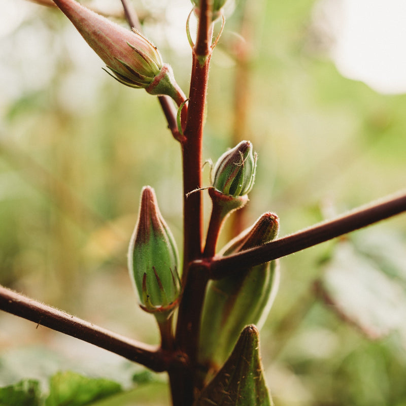 Hill Country Red Okra