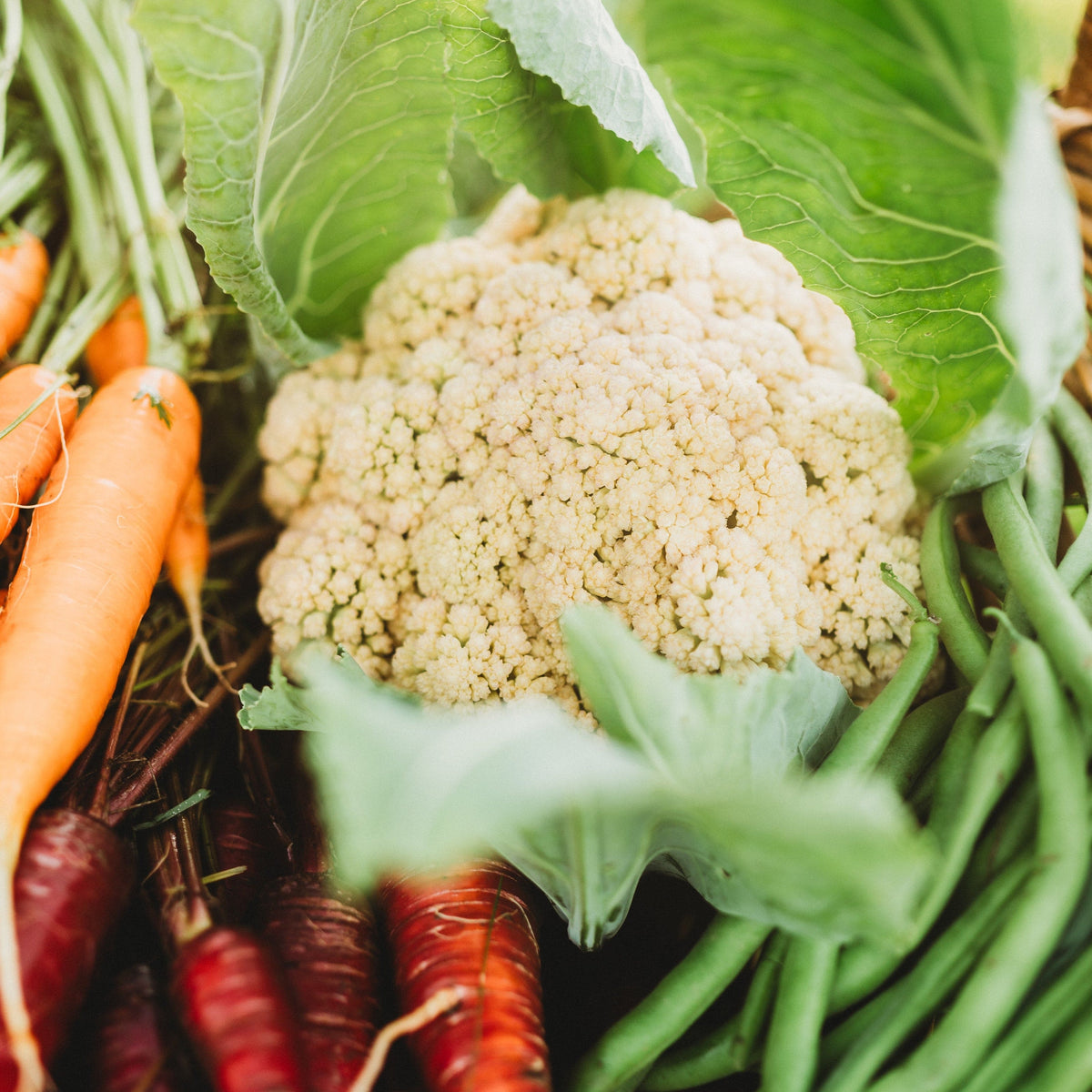 Igloo Cauliflower