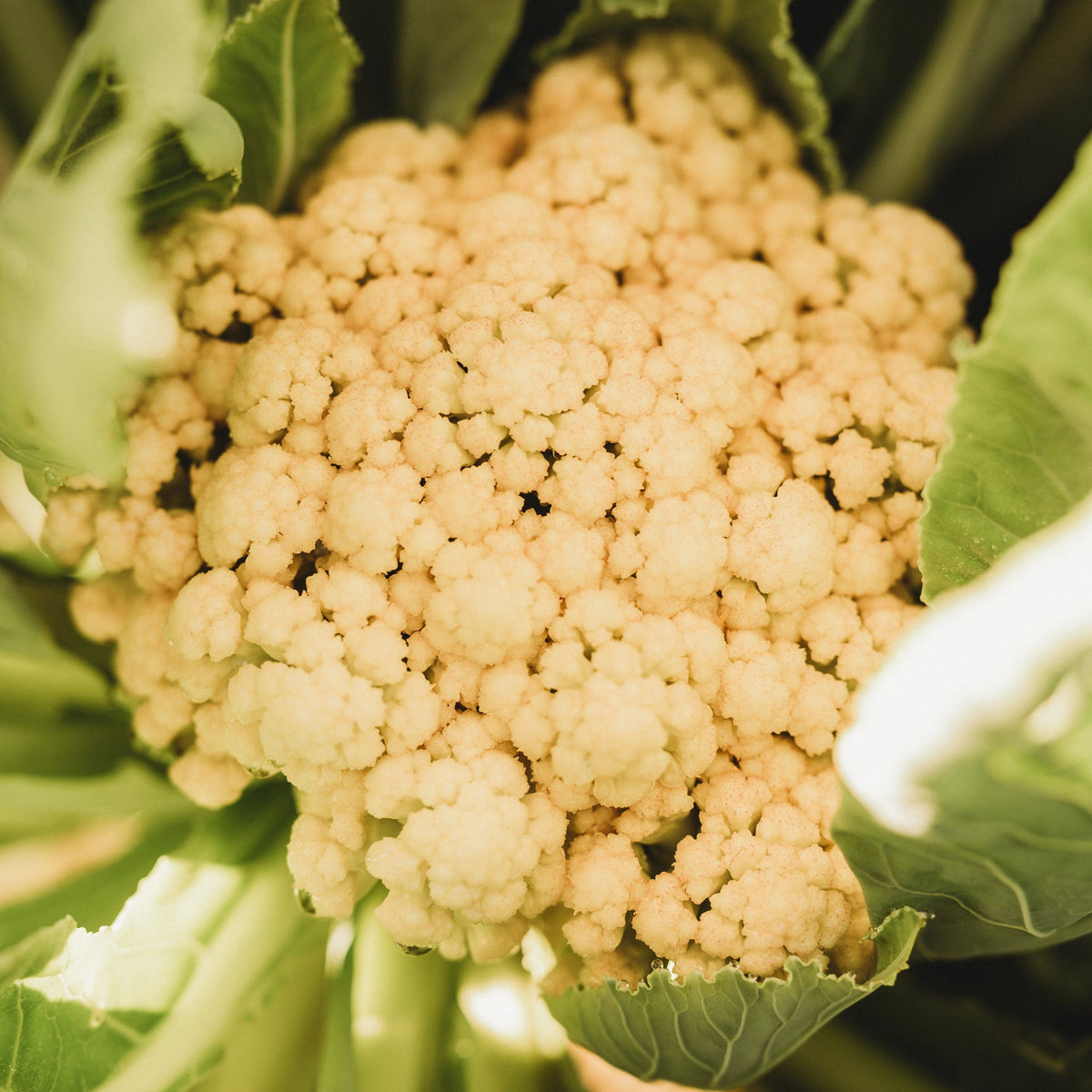 Igloo Cauliflower