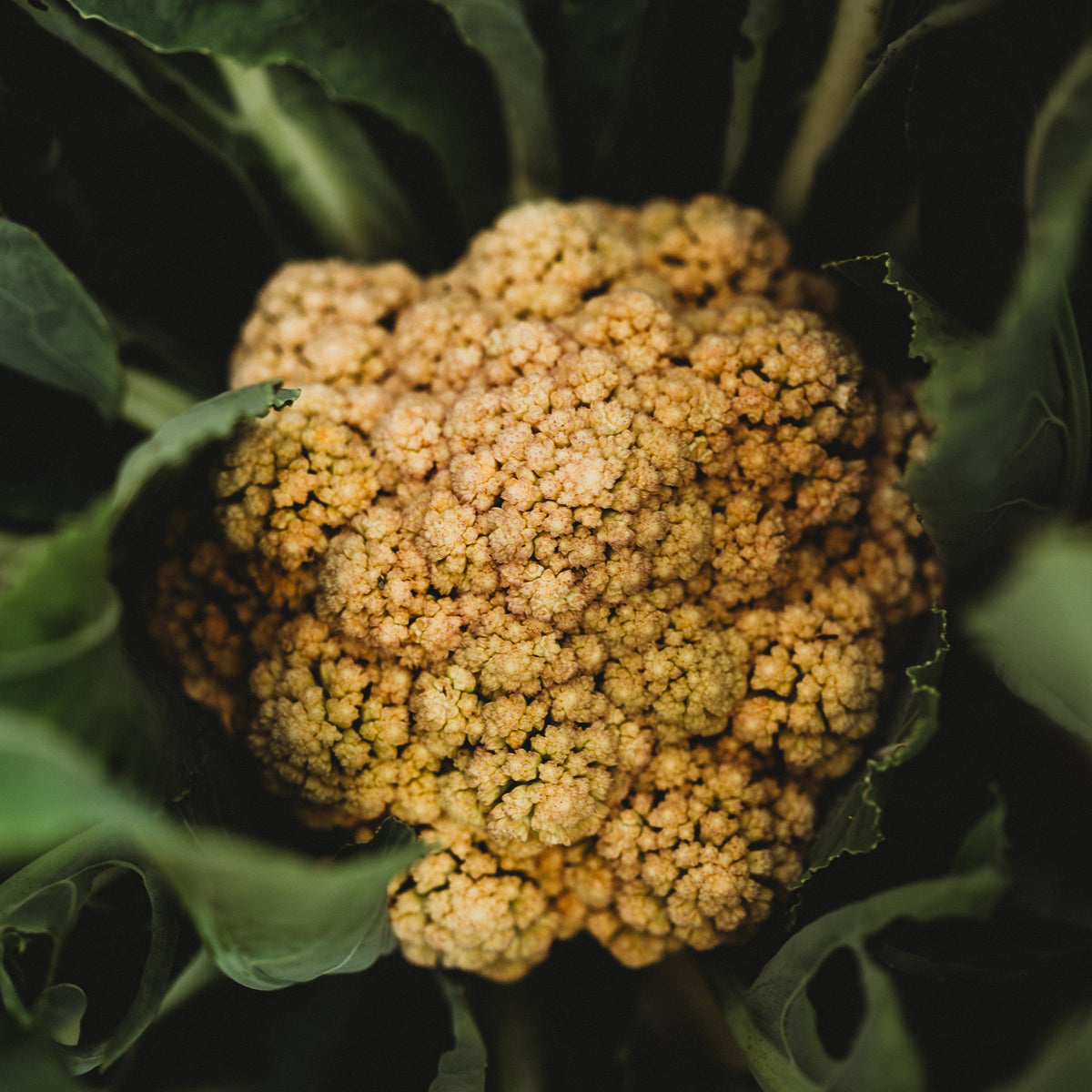 Igloo Cauliflower