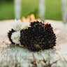 Pincushion Flower (Scabiosa) Imperial Mix