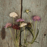 Pincushion Flower (Scabiosa) Imperial Mix