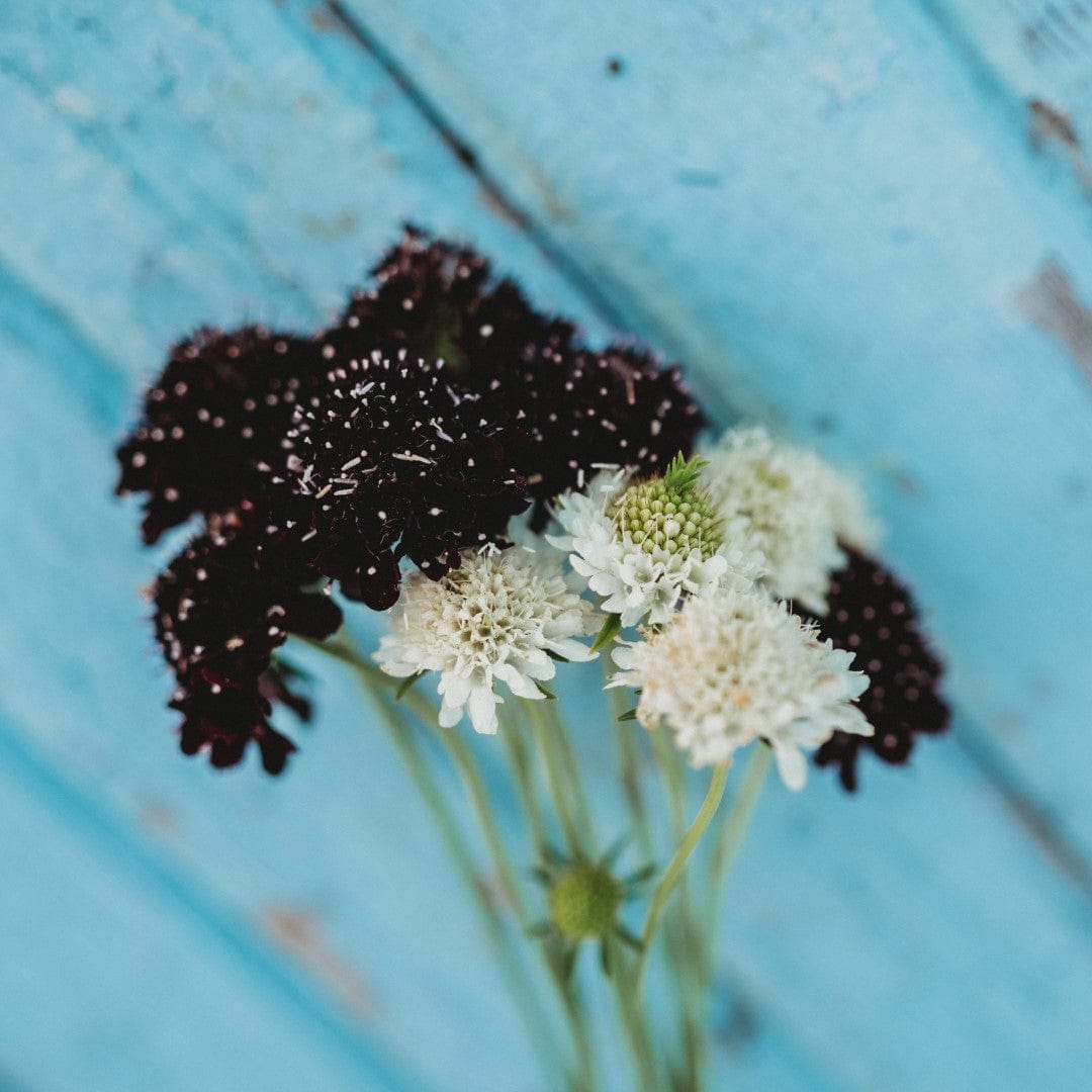 Pincushion Flower (Scabiosa) Imperial Mix