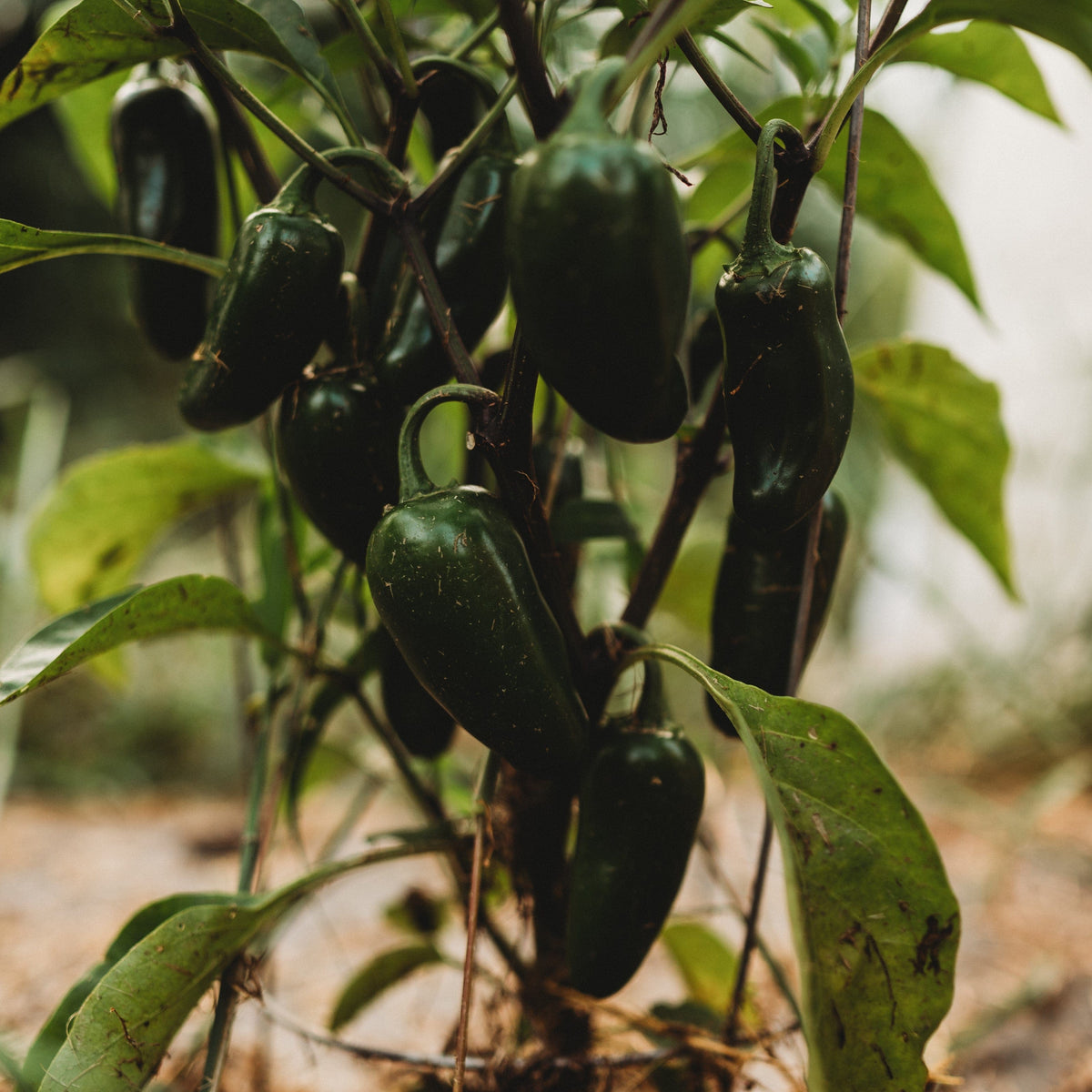 Jalapeno Mild Chile Pepper