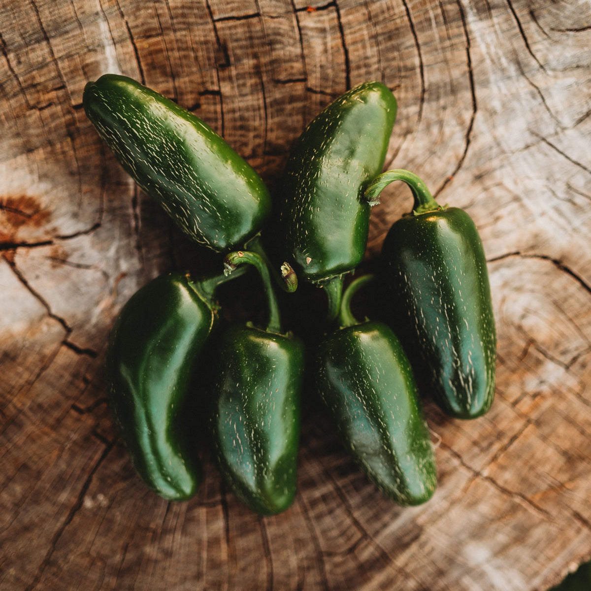 Jalapeno Mild Chile Pepper