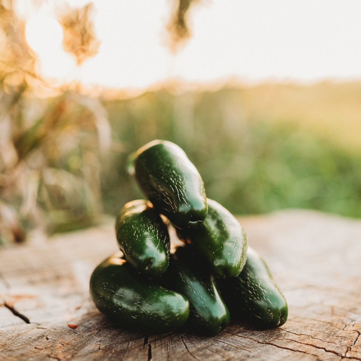 Jalapeno Mild Chile Pepper