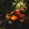 Jaune Flammée Tomato