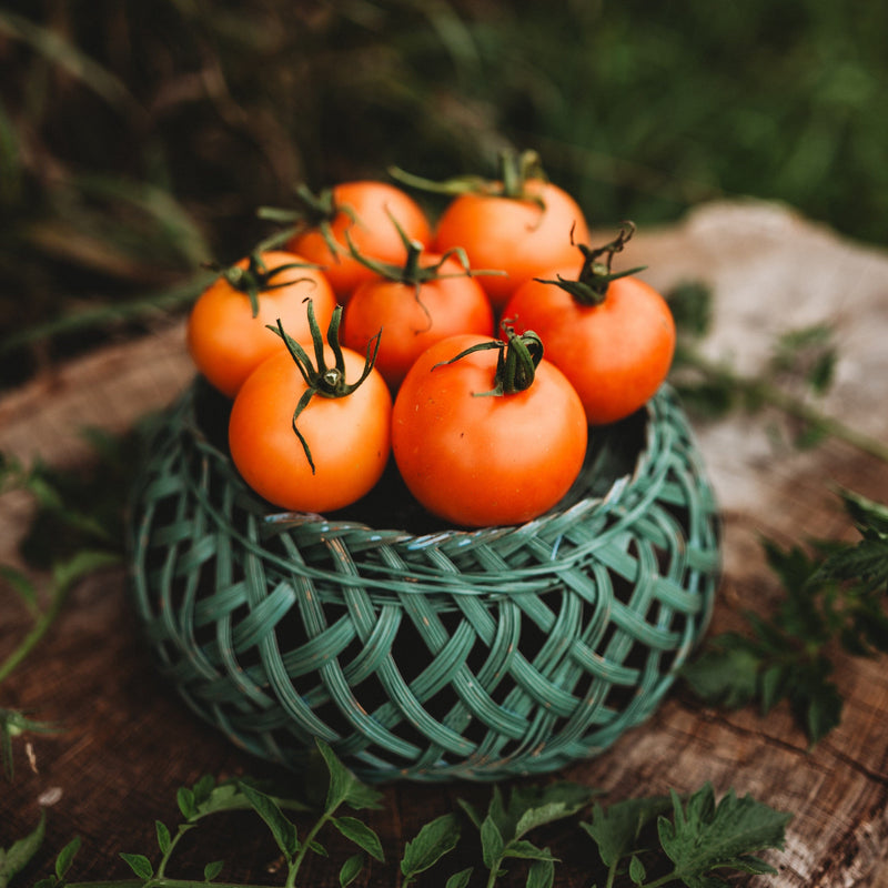 Jaune Flammée Tomato