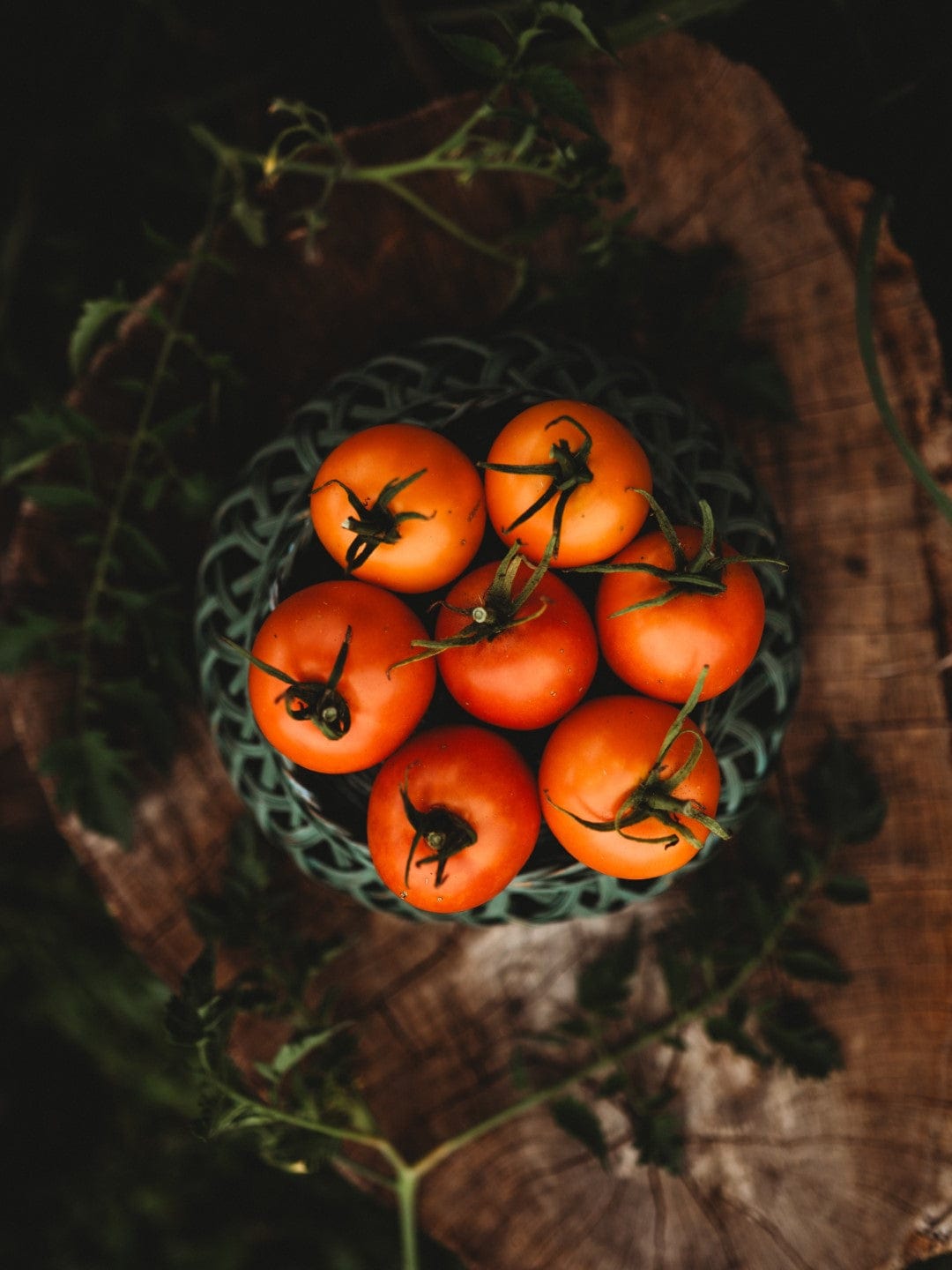 Jaune Flammée Tomato