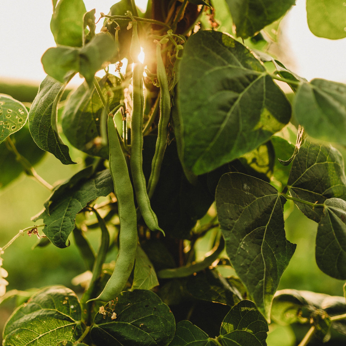 Kentucky Wonder (Old Homestead) Pole Bean