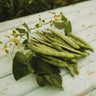 Kentucky Wonder (Old Homestead) Pole Bean