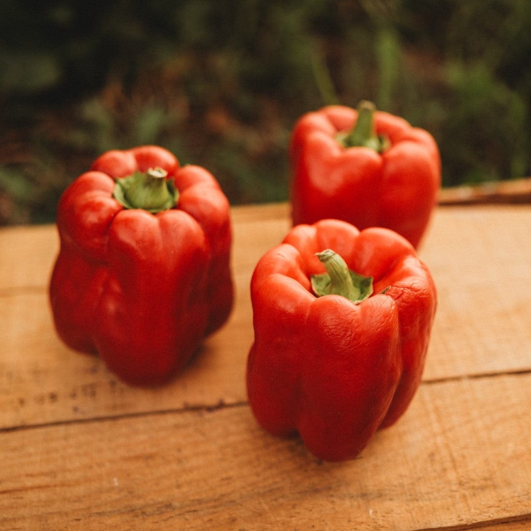 Keystone Resistant Giant Bell Pepper