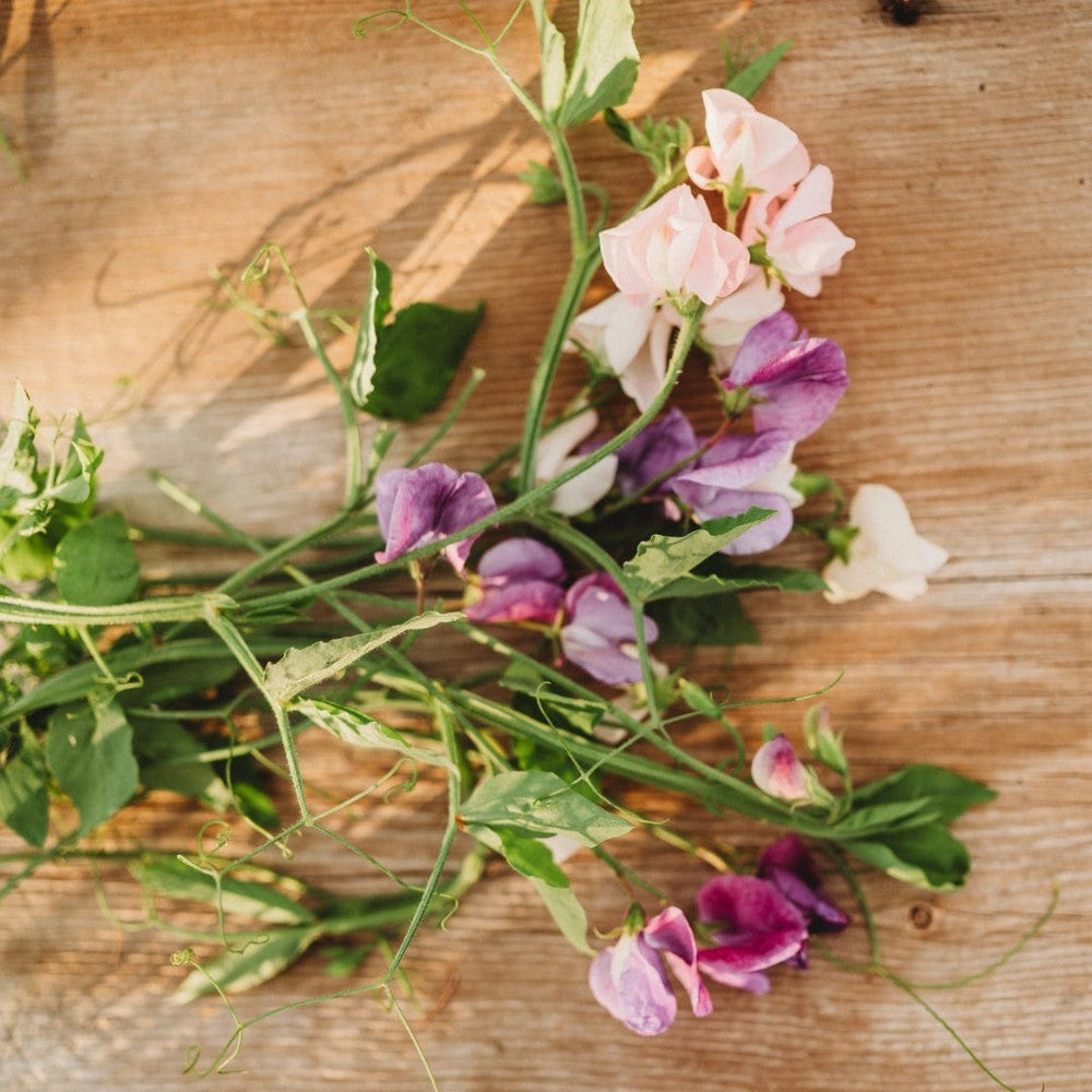 Knee High Sweet Pea Mix