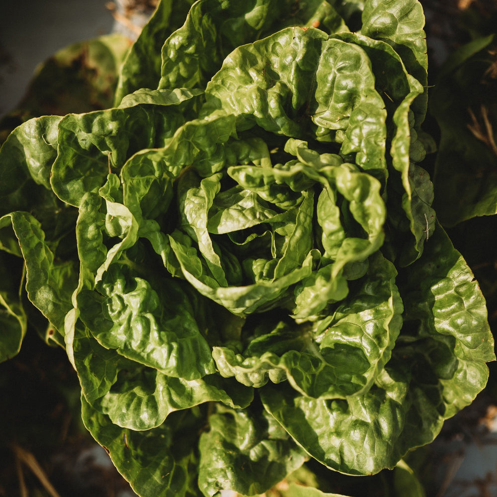 Kraganer Sommer Butterhead Lettuce