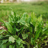 Garden Sorrel (English or Common Sorrel)