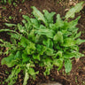 Garden Sorrel (English or Common Sorrel)