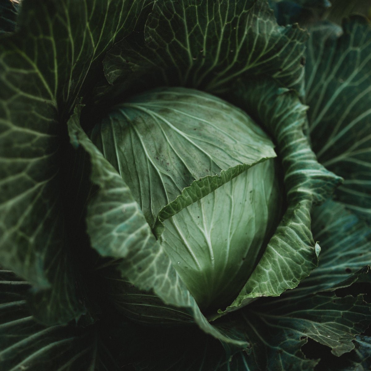 Late Flat Dutch Cabbage