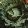 Late Flat Dutch Cabbage