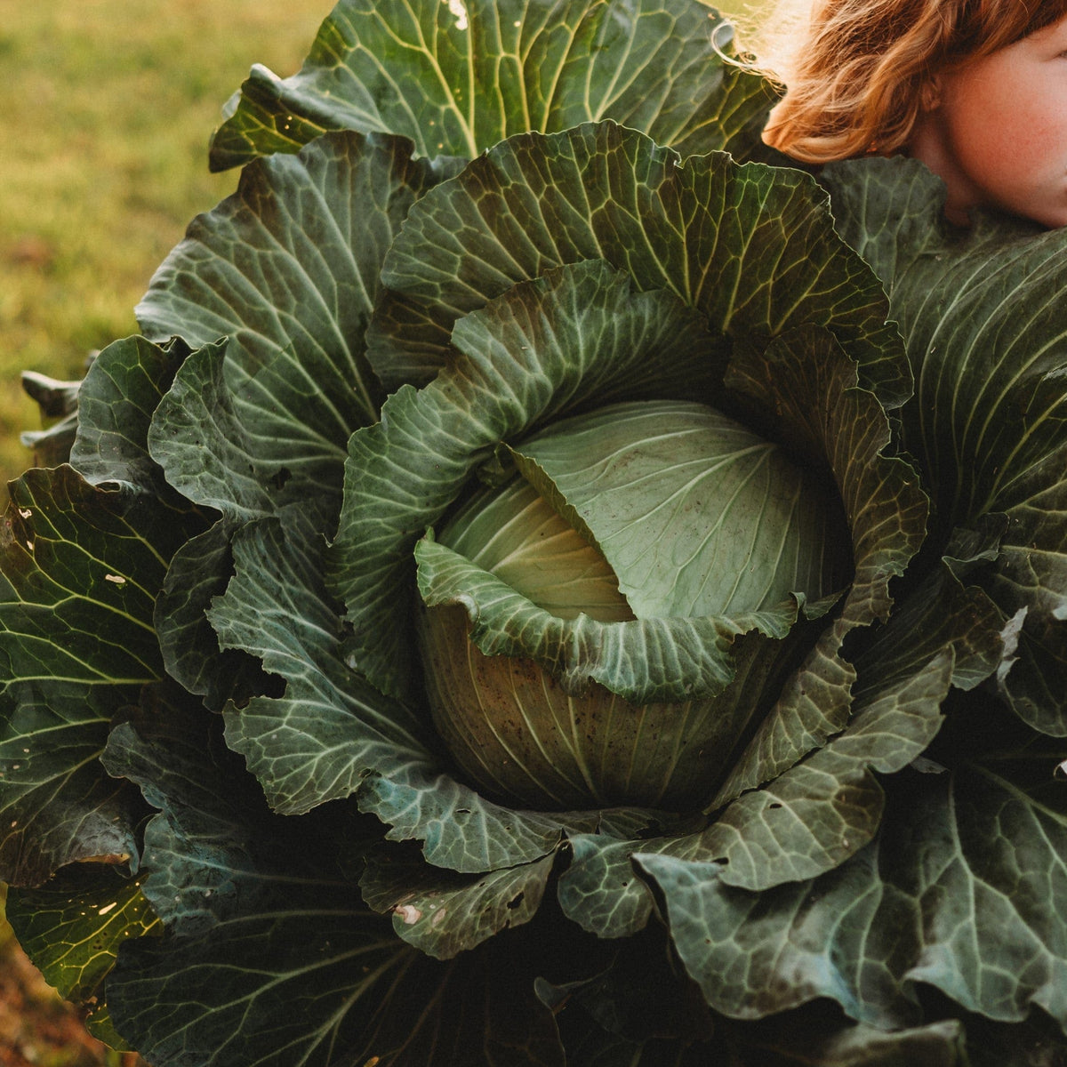 Late Flat Dutch Cabbage