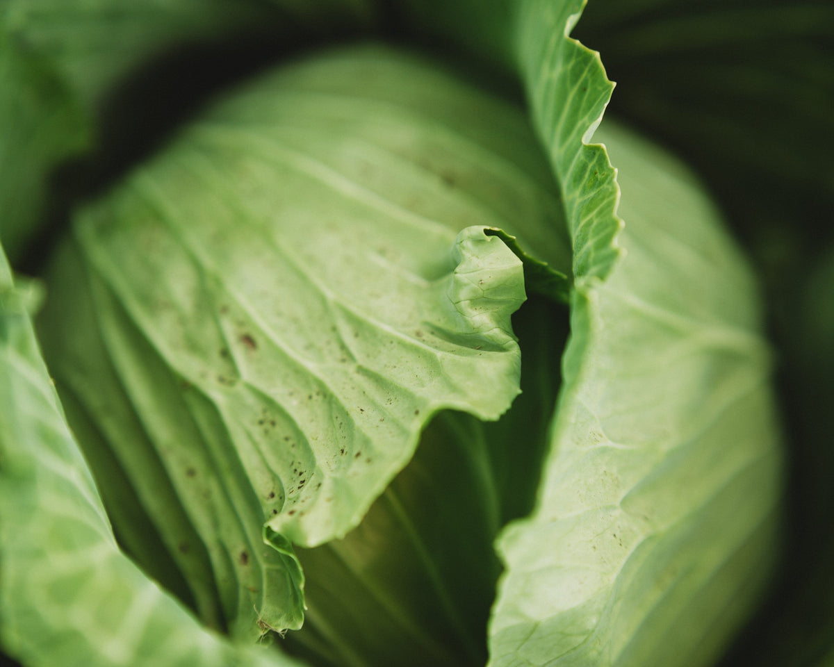 Late Flat Dutch Cabbage