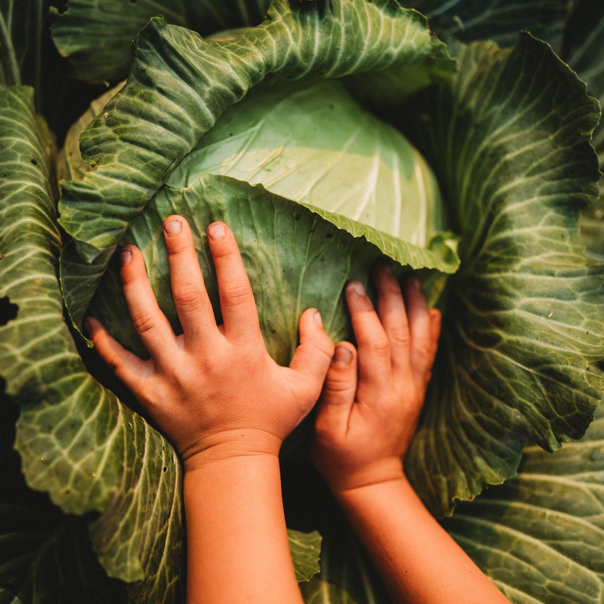 Late Flat Dutch Cabbage