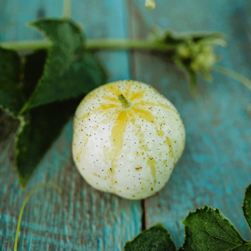 Lemon Cucumber