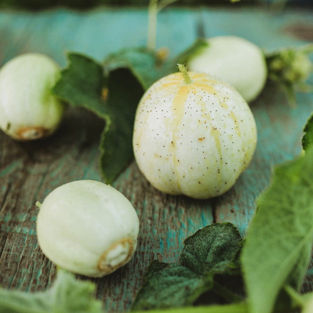 Mexican Sour Gherkin (Cucamelon) – Cucumber Shop