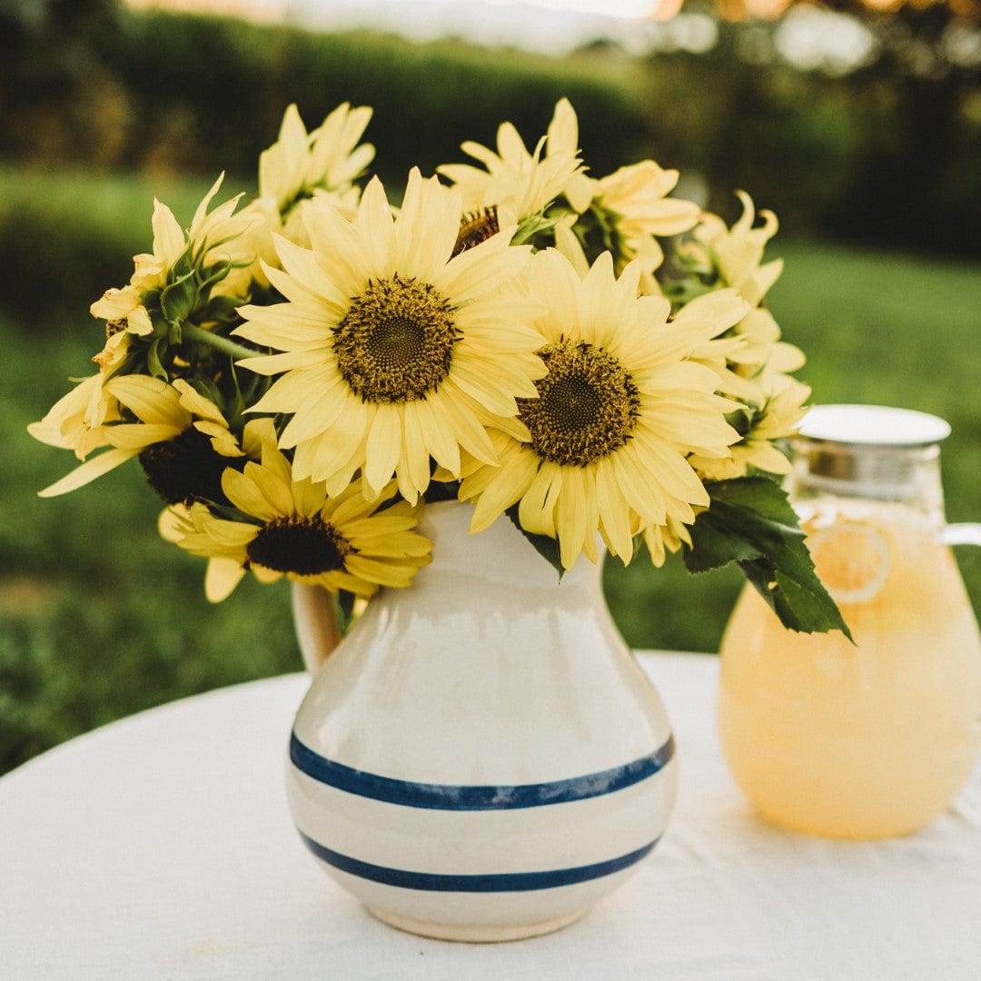 Lemon Queen Sunflower