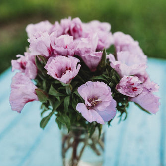 Lilac Godetia