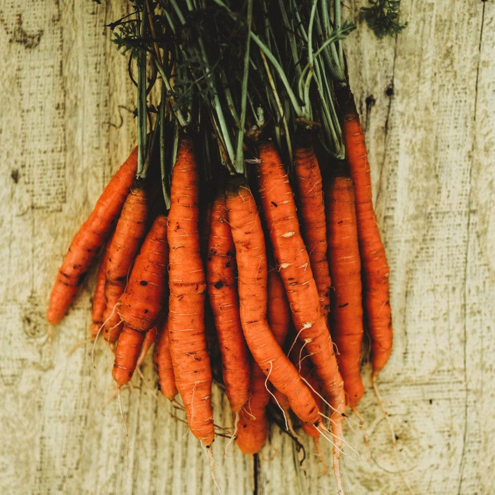 Little Fingers Carrot