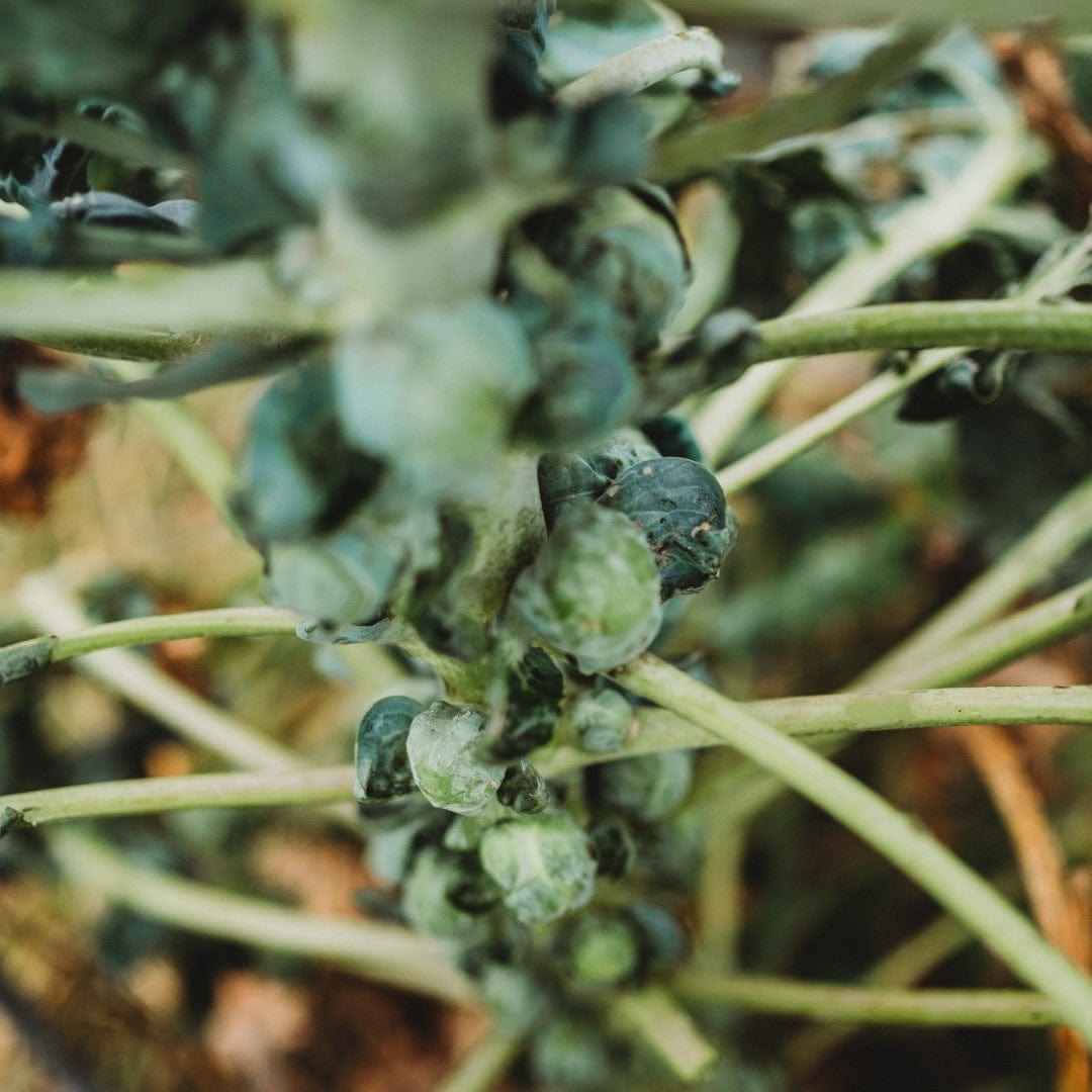 Long Island Improved Brussels Sprouts