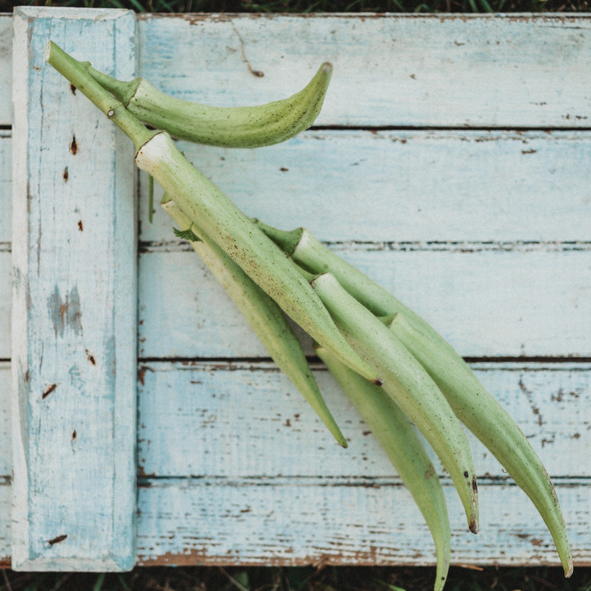 Louisiana White Velvet Okra