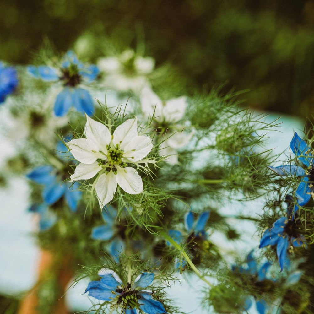 Love-in-a-mist