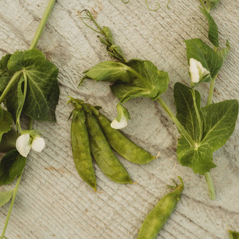 Mammoth Melting Snow Pea