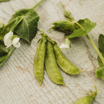 Mammoth Melting Snow Pea