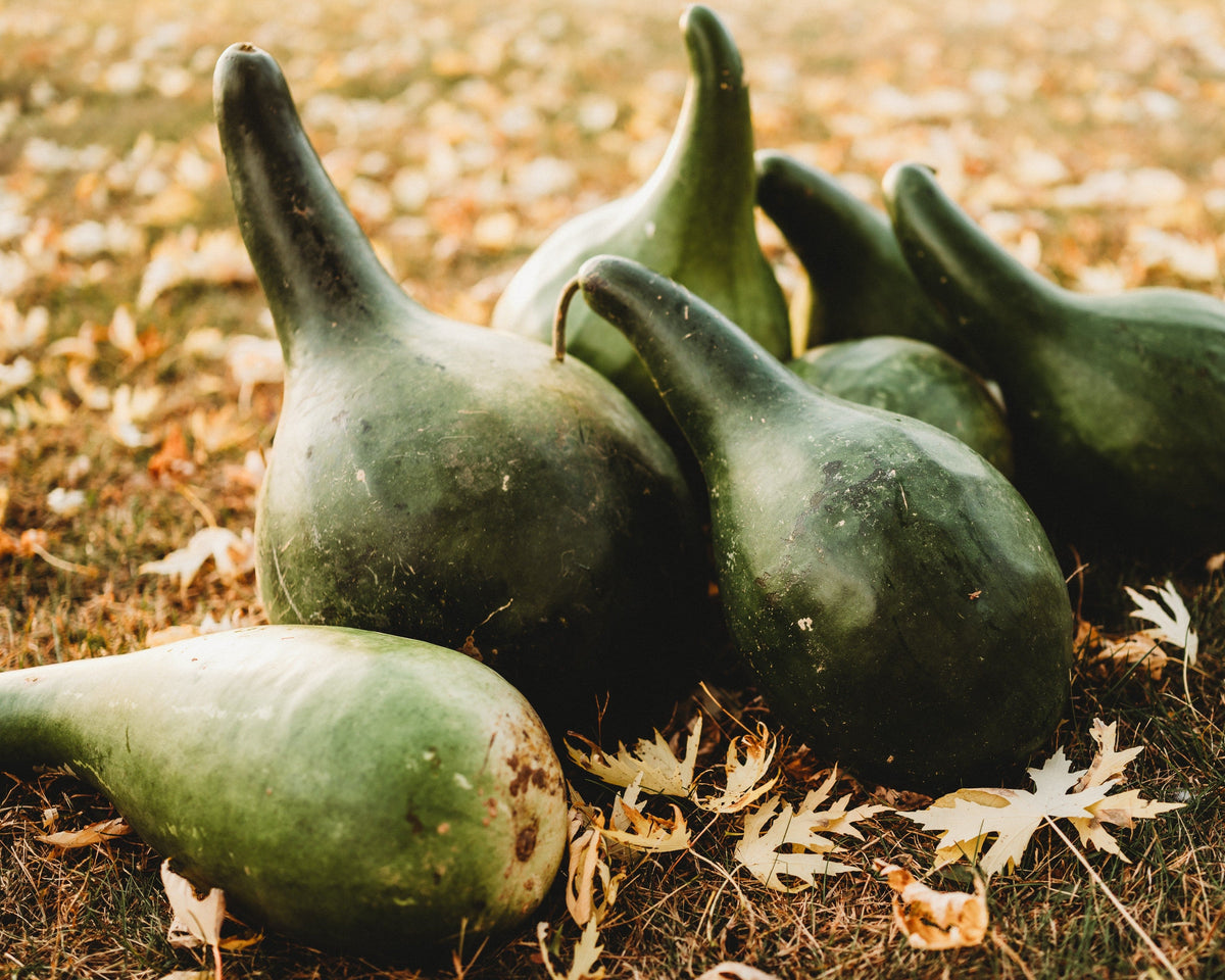 Martinhouse Bottle Gourd