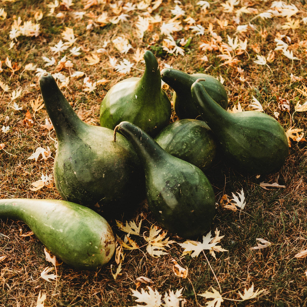 Martinhouse Bottle Gourd