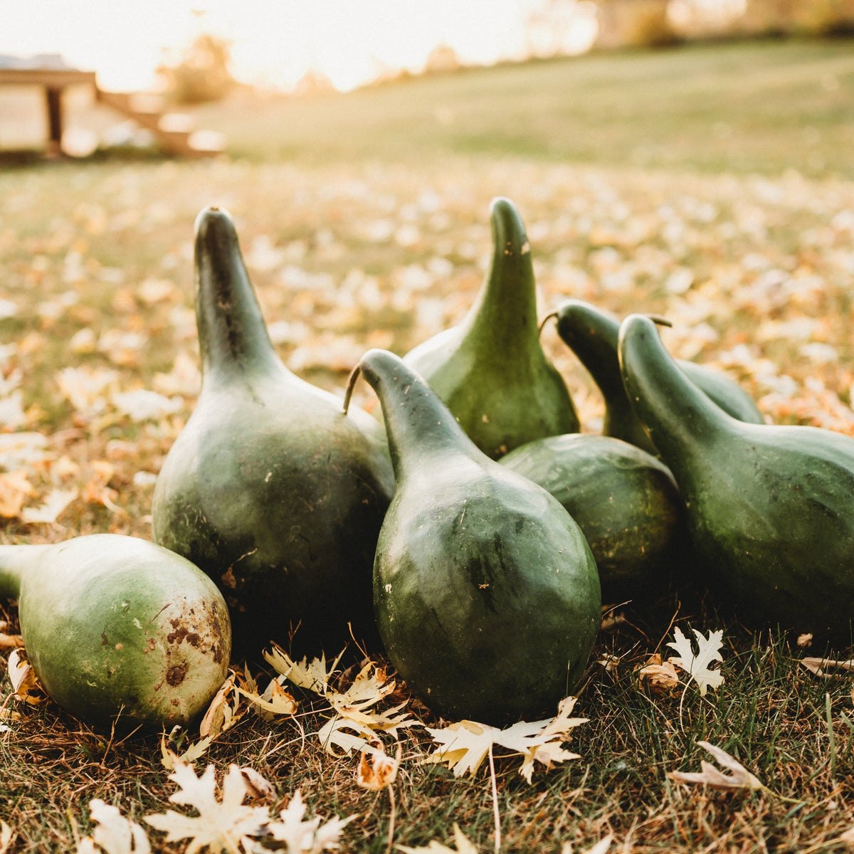 Martinhouse Bottle Gourd