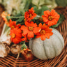 Mexican Sunflower