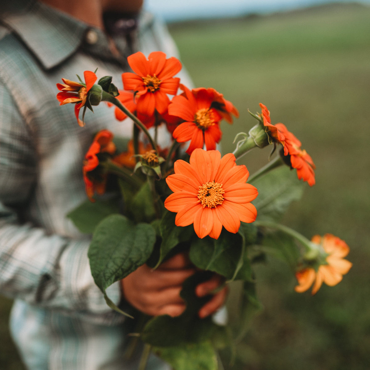 Mexican Sunflower