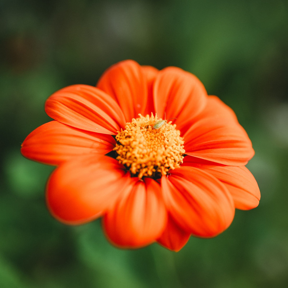 Mexican Sunflower