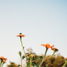 Mexican Sunflower